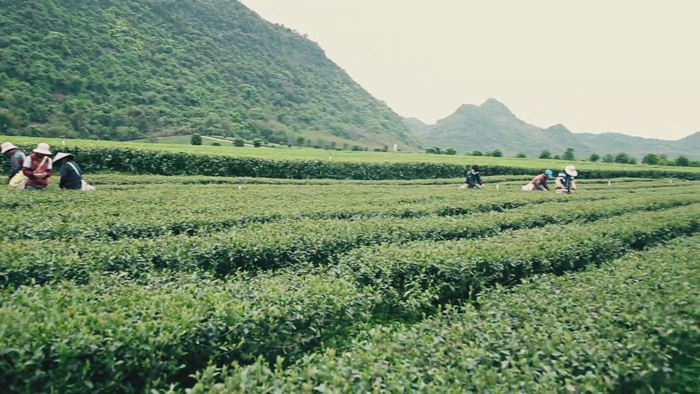 英德红茶茶园